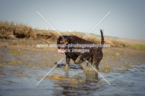 American Water Spaniel walking near water