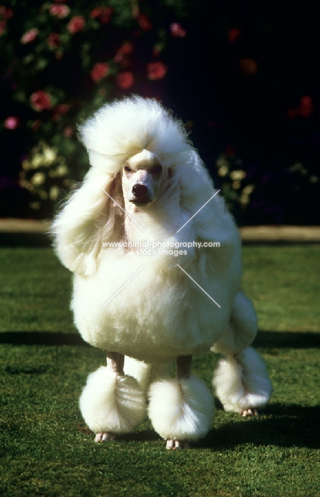miniature poodle in the wind