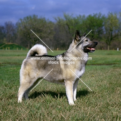 am ch eagle's celestial charm  norwegian elkhound standing in a field