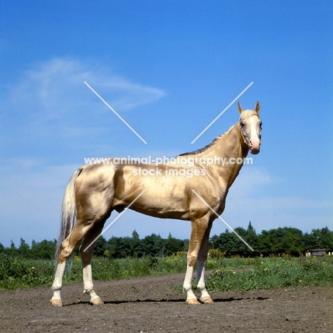 akhal teke, fabulous gold stallion at piatigorsk hippodrome