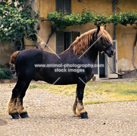 Garmor Italian Heavy Draught stallion in Italy