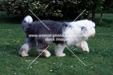 galumphing tails i win for tailormade (ahab), undocked old english sheepdog trotting along