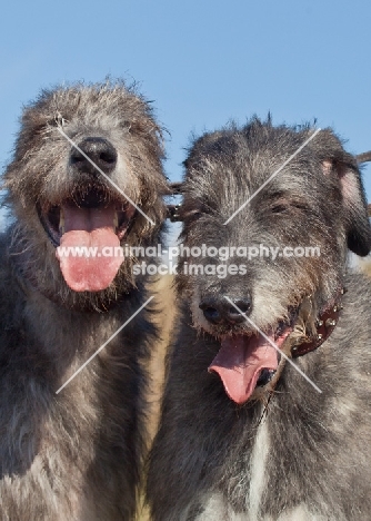 two Irish Wolfhounds