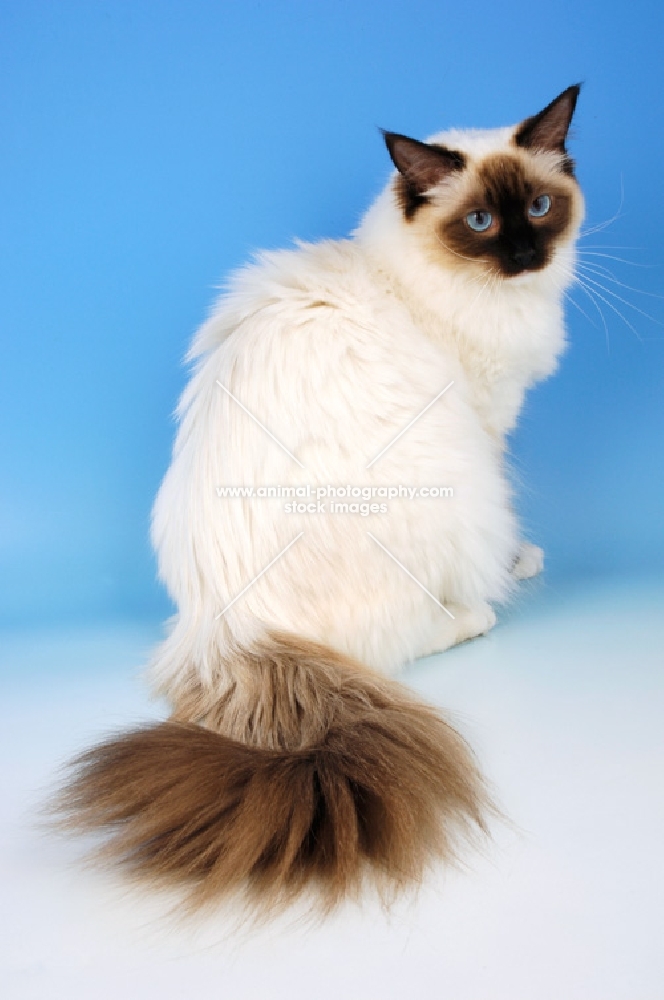 mitted seal ragdoll cat, fluffy tail