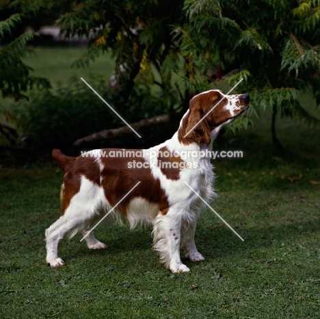 welsh springer spaniel from dalati kennels with leafy background