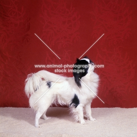 japanese chin looking up