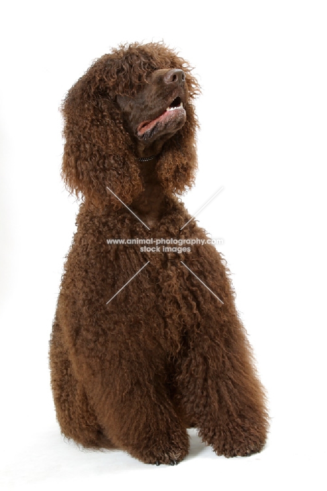 Australian Champion Irish Water Spaniel