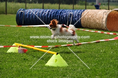 Papillon doing longe work