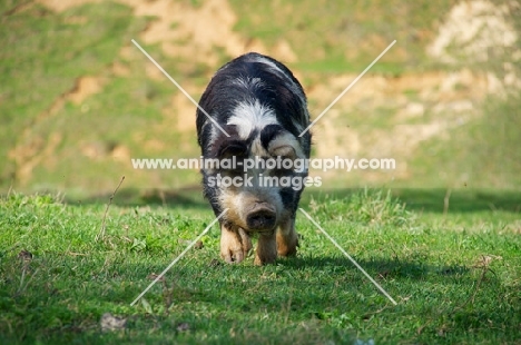 Kunekune pig walking