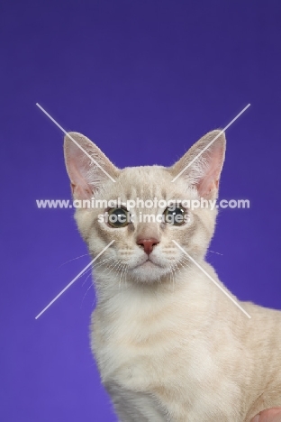 young Australian Mist cat on periwinkle background