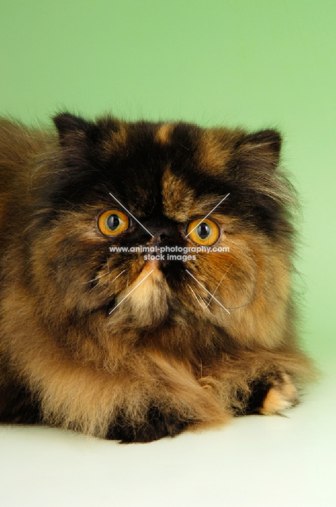 tortoiseshell persian cat portrait