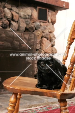 black American Curl on chair