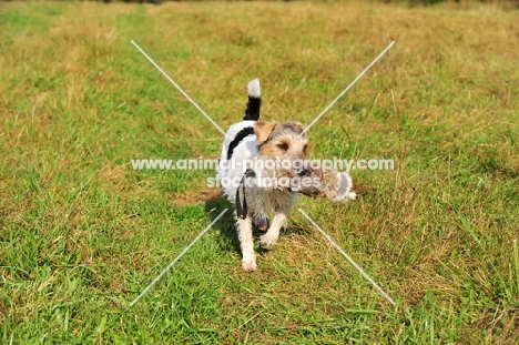 Parson Russell Terrier retrieving