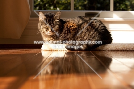 Tabby cat lying with eyes closed