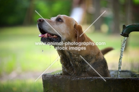 dirty yellow labrador retriever in a fountain