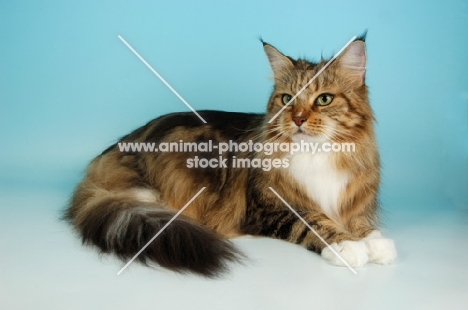 brown tabby and white maine coon