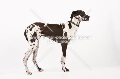 Great Dane in studio, side view