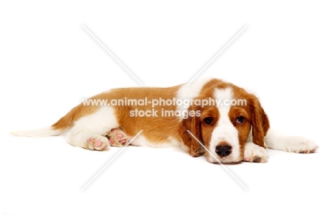 Welsh Springer Spaniel