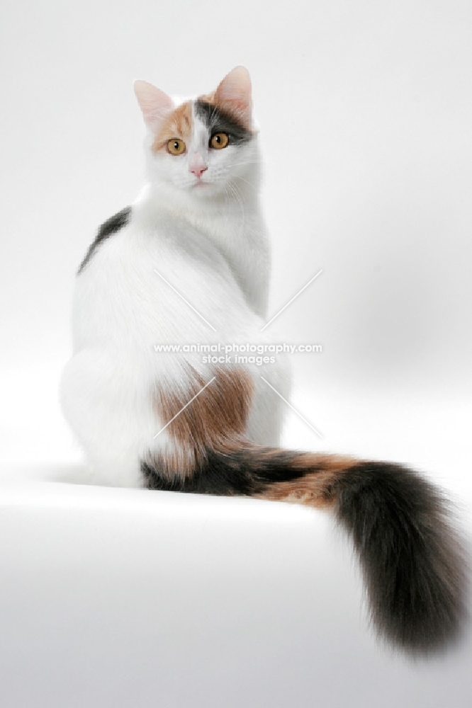 Blue Tortie & White Turkish Van, back view