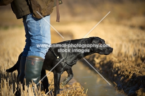 black labrador pointing in a field