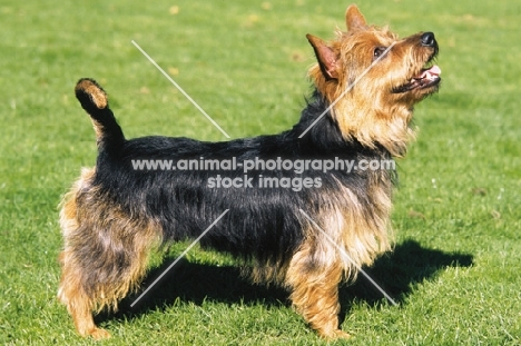 Australian Terrier breed shot
