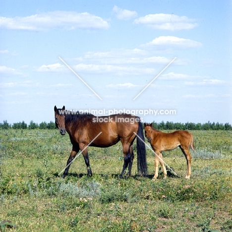 Budyonny mare with foal full body 