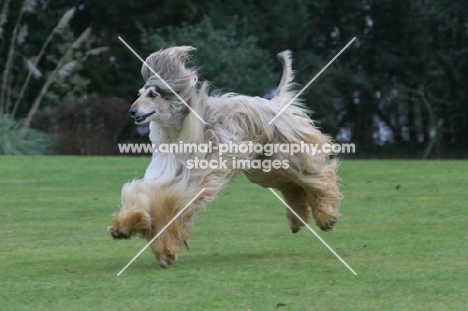 Afghan Hound running in garden