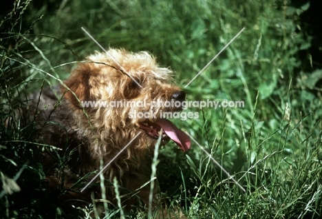 lakeland terrier in pet trim