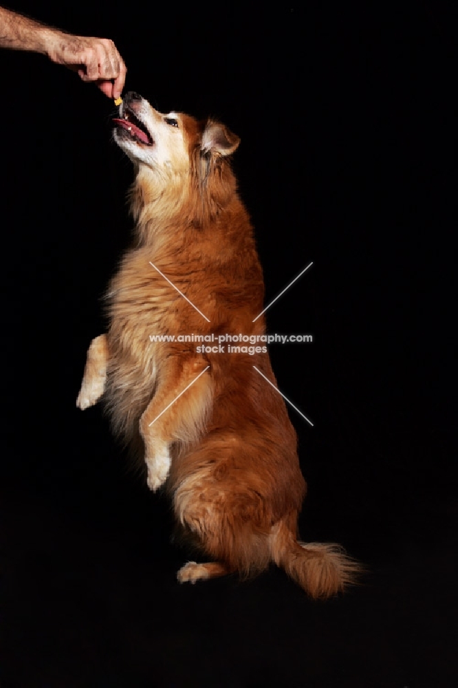 golden sheltie mix jumping for treat