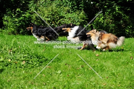 three Shetland Sheepdogs running