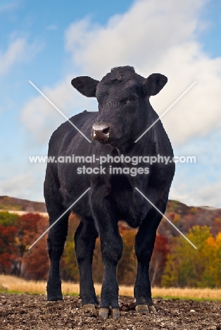 black Aberdeen Angus