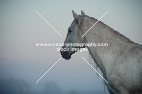 andalusian profile