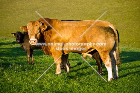 Limousin Bull side view