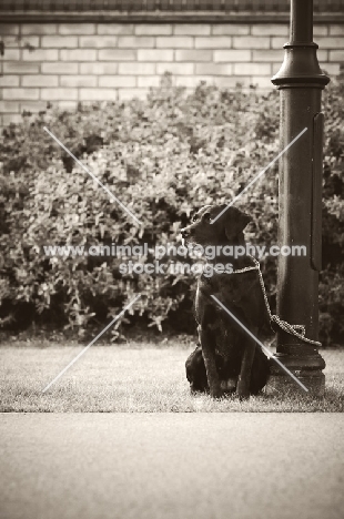 Labrador waiting near street light