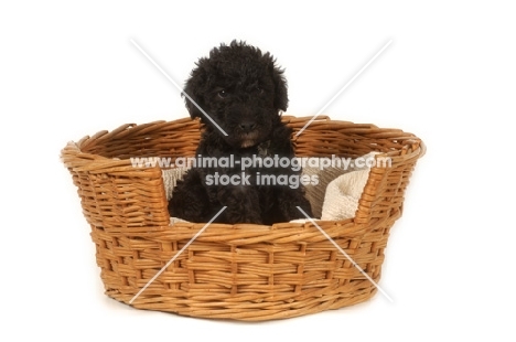 black Bedlington Terrier puppy in basket