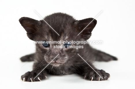 Peterbald kitten 3 weeks old