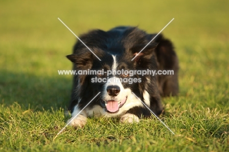 Border Collie concentrating