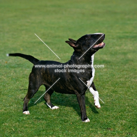 miniature bull terrier standing on grass