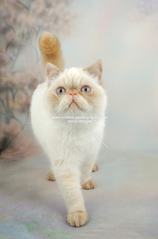 exotic shorthair in studio