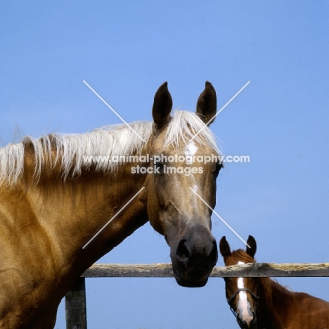 palomino mare with other horse (unknown breed) in the background