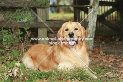 Golden Retriever resting