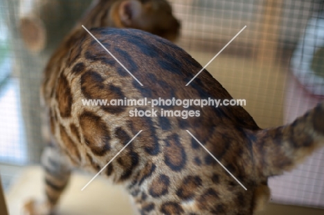 close-up of a Bengal cat fur, detail
