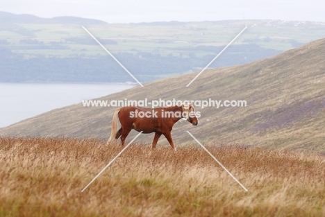 wild welsh mountain pony walking in Llanllechid Mountains, Wales