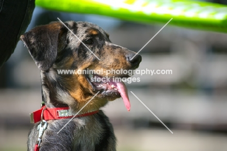 head portrait of a harlequin Beauceron puppy at five months of age