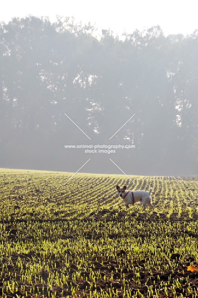 Jack Russell in the morning, standing in a field