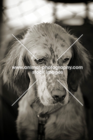 english setter with a serious face