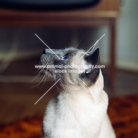 int pr ming-fu moongast, blue point siamese cat