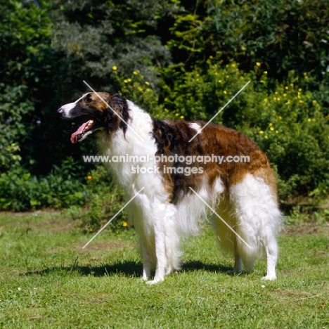 borzoi in a garden, side view