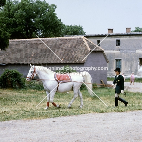 lipizzaner stallion on long rein with horseman prior to a display at lipica