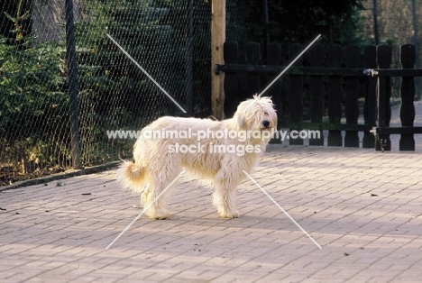 Gos D'Atura (aka Catalan Sheepdog)